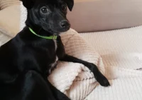 Zaginęła suczka - zdjęcie główne