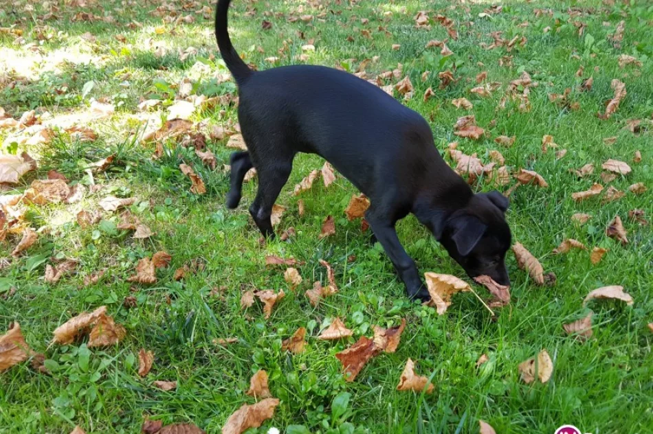 Zaginęła suczka - zdjęcie 2