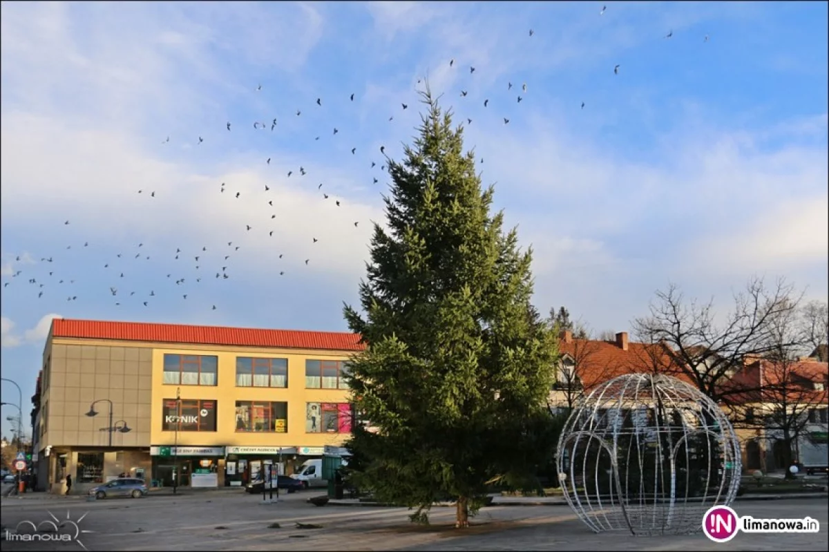 Limanowa przygotowuje się do Świąt!