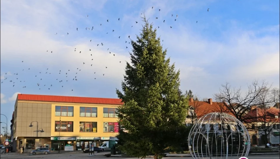 Limanowa przygotowuje się do Świąt! - zdjęcie 1