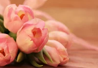  Zapraszamy na wyjątkowy koncert z okazji Dnia Mamy i Taty - zdjęcie główne