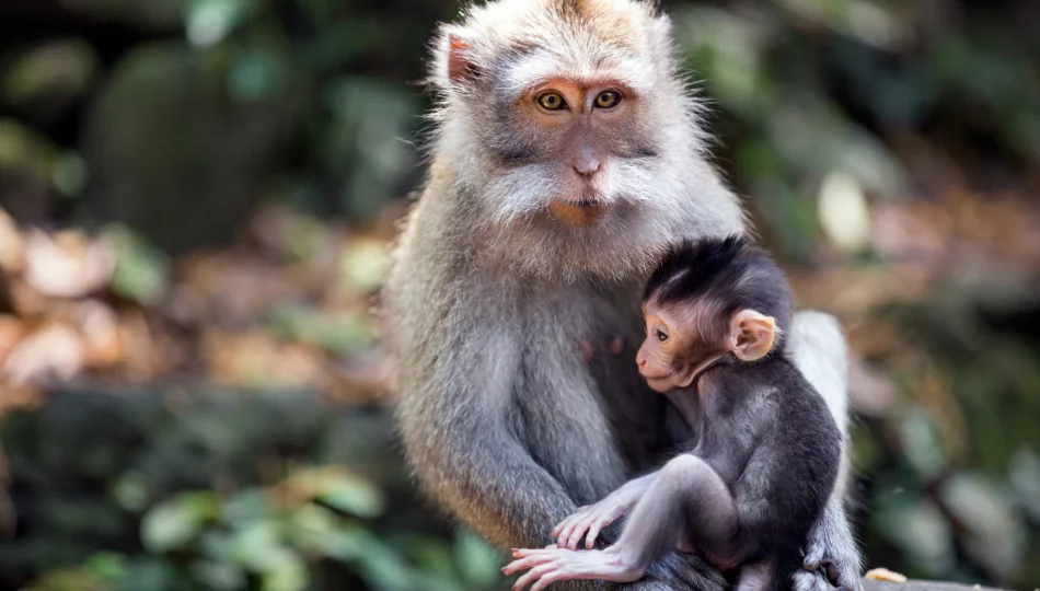 Małpia ospa: skąd się wzięła i jakie dla nas stanowi ryzyko? - zdjęcie 1