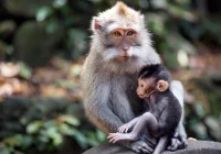 Małpia ospa: skąd się wzięła i jakie dla nas stanowi ryzyko? - zdjęcie główne