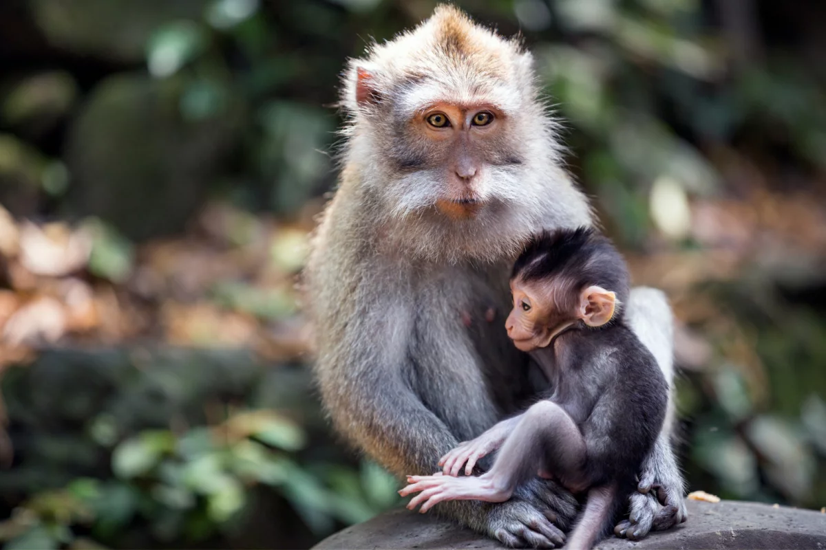 Małpia ospa: skąd się wzięła i jakie dla nas stanowi ryzyko?
