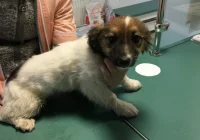 Szukamy właściciela lub opiekuna dla psa - zdjęcie główne