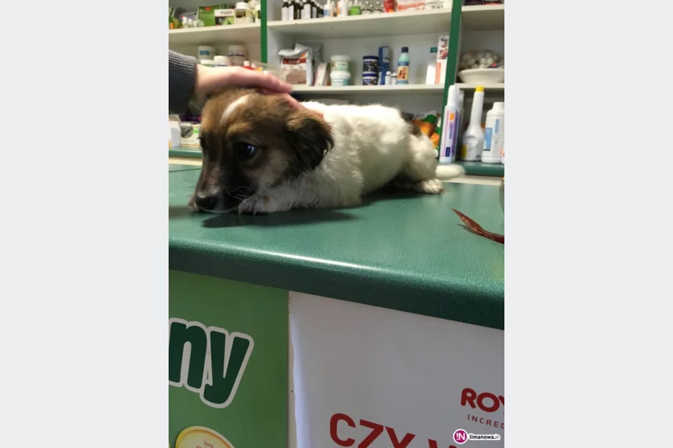 Szukamy właściciela lub opiekuna dla psa - zdjęcie 2