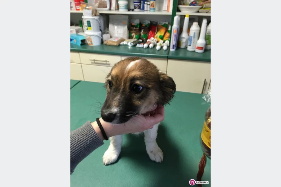 Szukamy właściciela lub opiekuna dla psa - zdjęcie 3