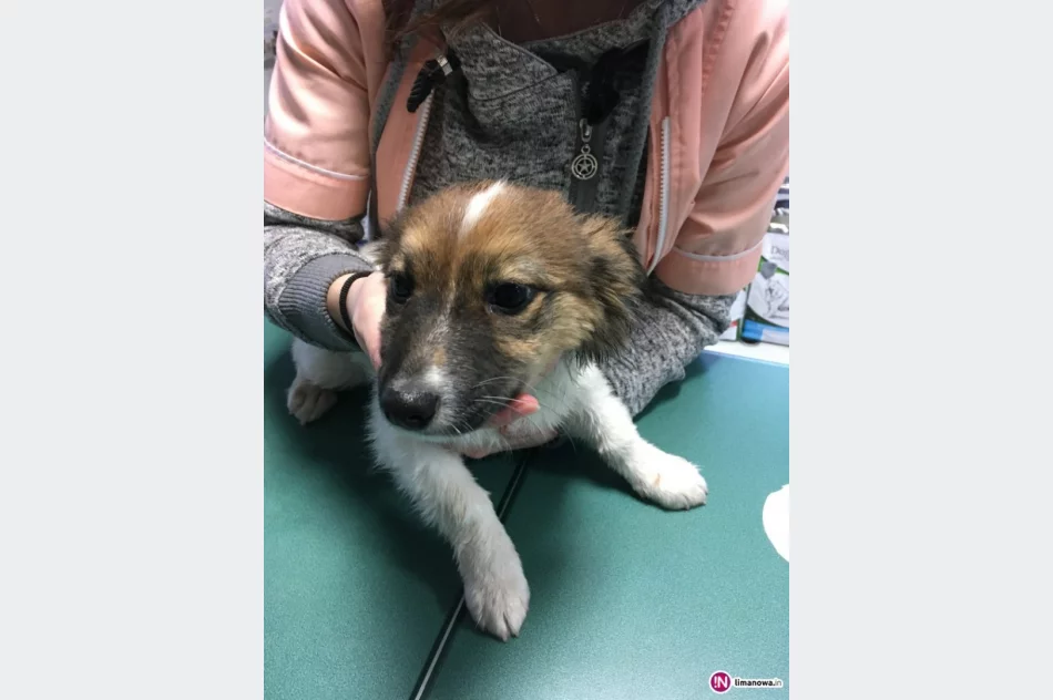 Szukamy właściciela lub opiekuna dla psa - zdjęcie 4