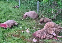 RDOŚ: mógł to być „wzburzony” niedźwiedź - zdjęcie główne