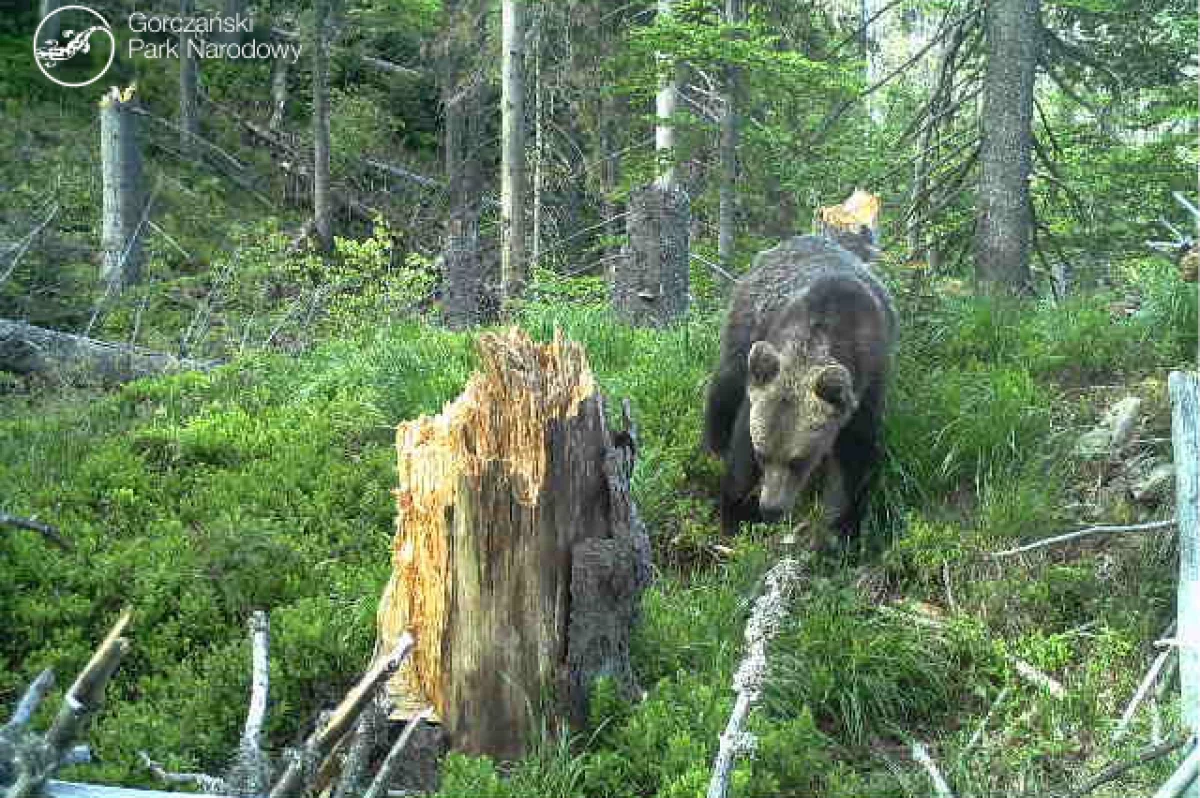 Niedźwiedź sfotografowany w Gorcach