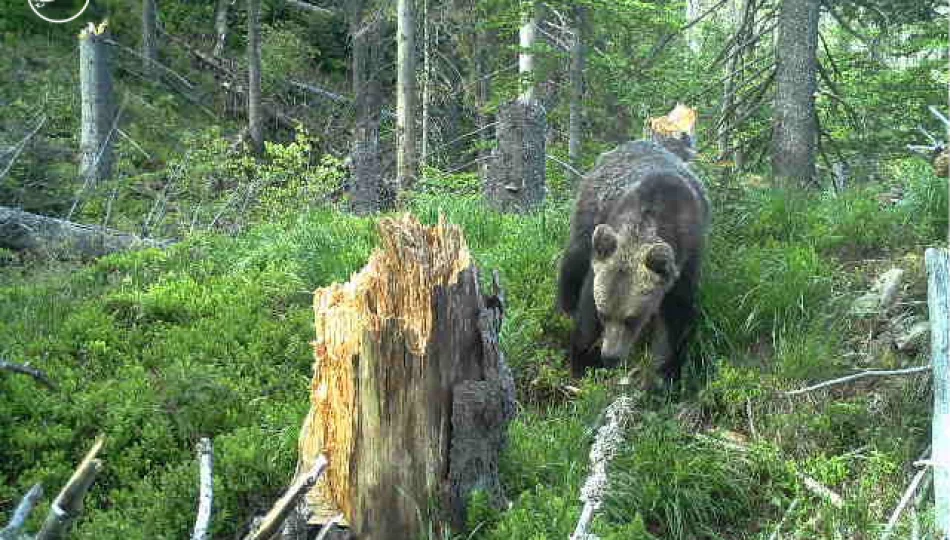 Niedźwiedź sfotografowany w Gorcach - zdjęcie 1
