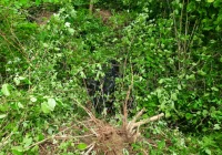 Samochód dachował w potoku. Trzy osoby poszkodowane, jedna nieprzytomna  - zdjęcie główne