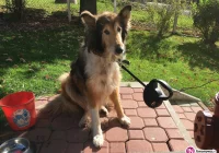 Szukamy właściciela psa - zdjęcie główne