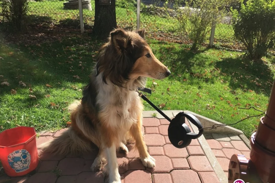 Szukamy właściciela psa - zdjęcie 2