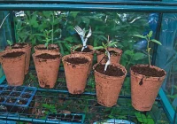 W szklarni zamiast warzyw uprawiał konopie indyjskie - zdjęcie główne