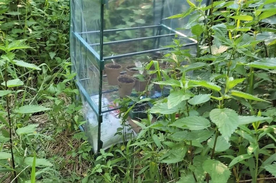 W szklarni zamiast warzyw uprawiał konopie indyjskie - zdjęcie 2