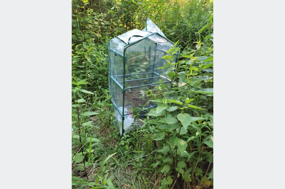 W szklarni zamiast warzyw uprawiał konopie indyjskie - zdjęcie 3