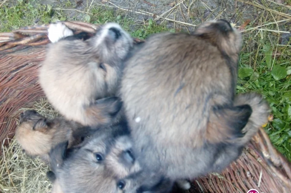 Małe pieski szukają domu! - zdjęcie 2