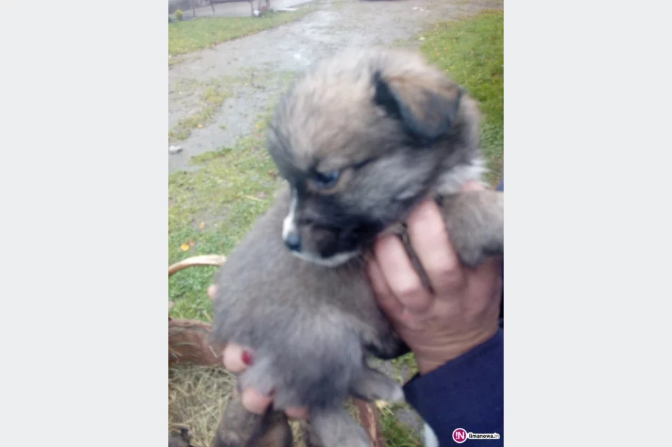 Małe pieski szukają domu! - zdjęcie 3