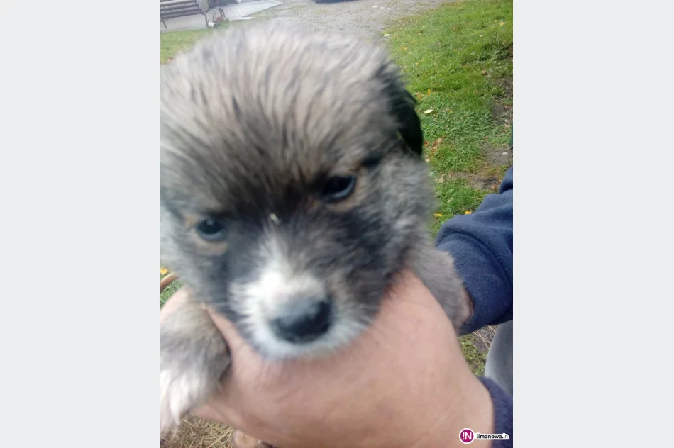 Małe pieski szukają domu! - zdjęcie 4