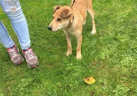 Szukamy właściciela psa - zdjęcie główne