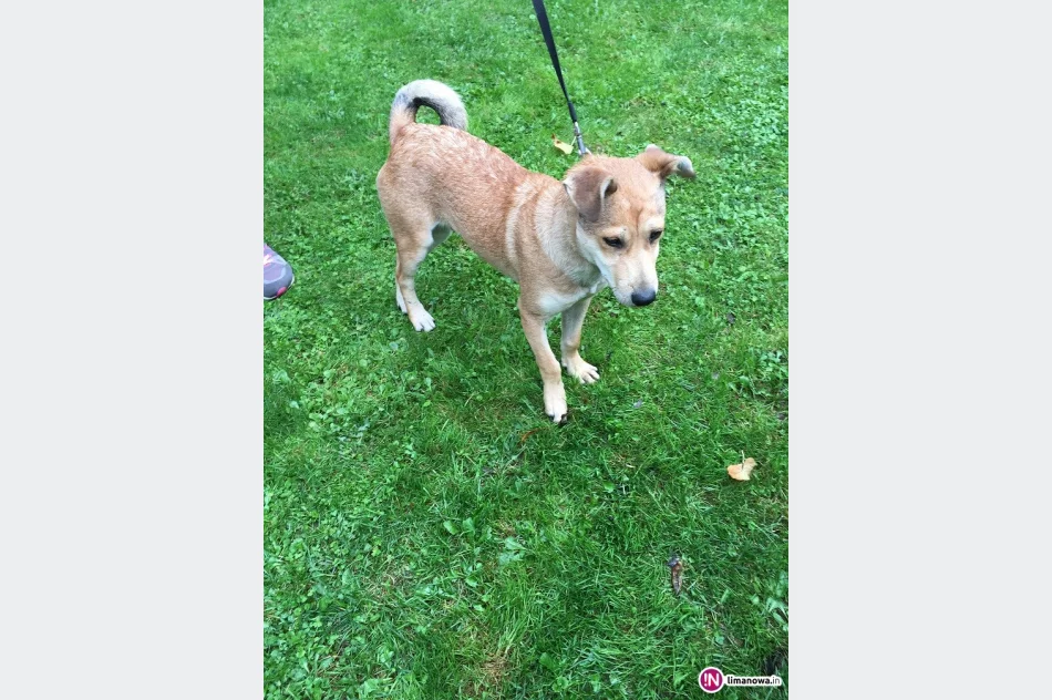 Szukamy właściciela psa - zdjęcie 2
