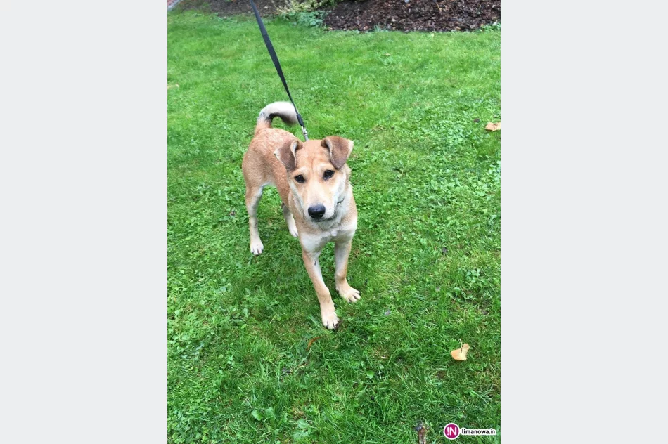 Szukamy właściciela psa - zdjęcie 3