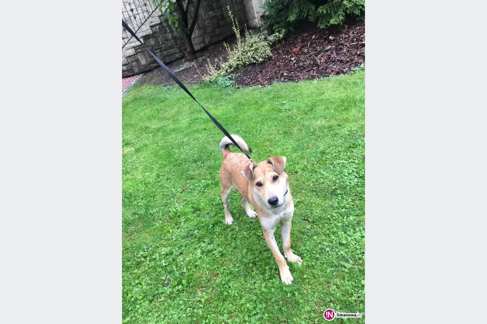 Szukamy właściciela psa - zdjęcie 4