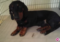 Szukamy właściciela psa - zdjęcie główne