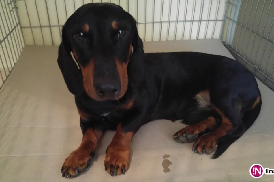 Szukamy właściciela psa - zdjęcie 2