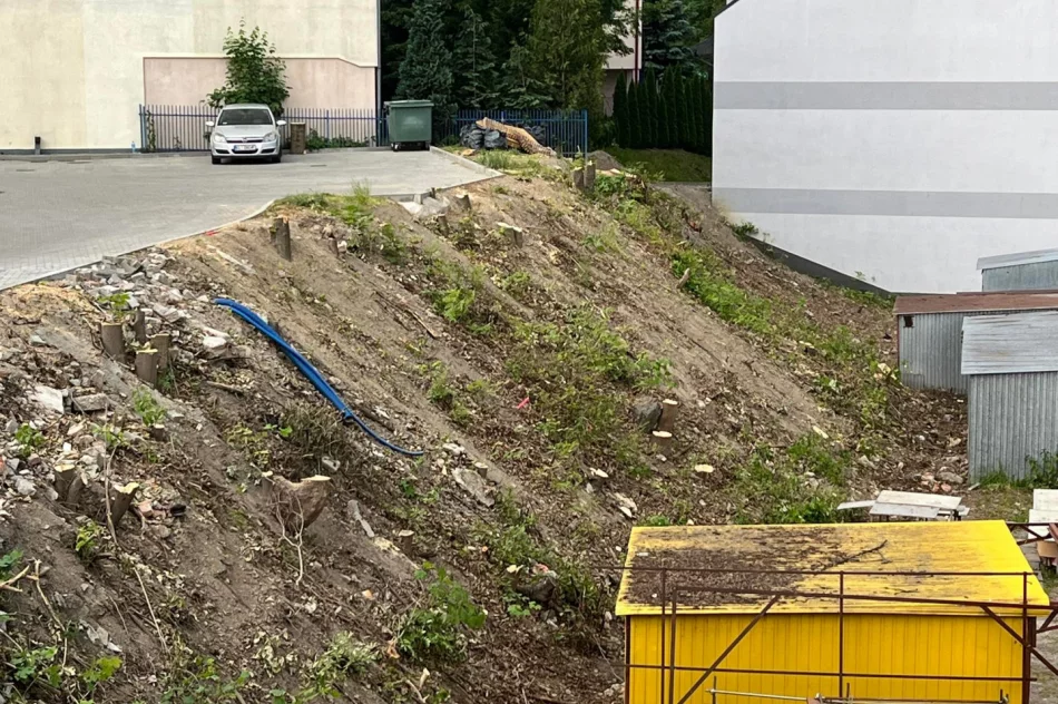 W centrum miasta wycięto ponad 30 drzew - zdjęcie 4