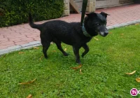 Bezdomny piesek szuka właściciela - zdjęcie główne