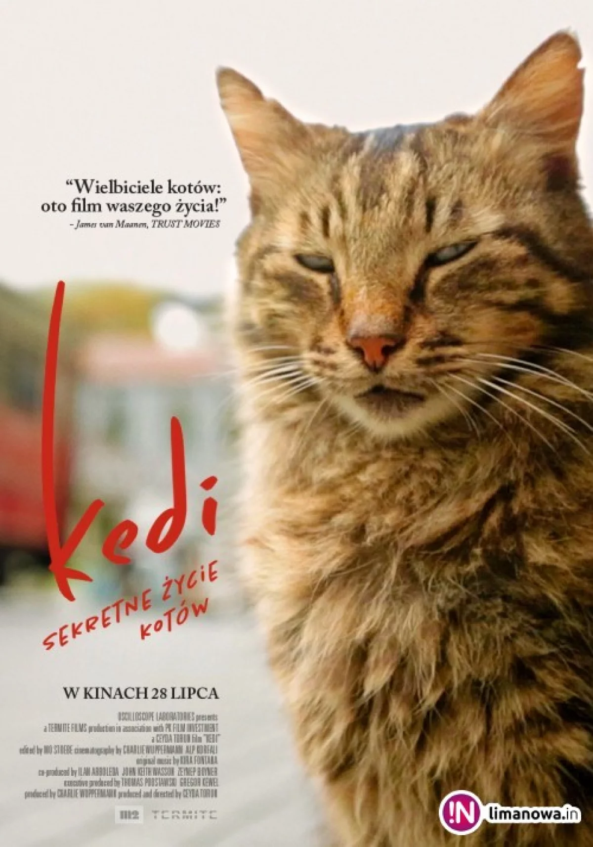 Kino Konesera – seans „Kedi – sekretne życie kotów” już 15 września!