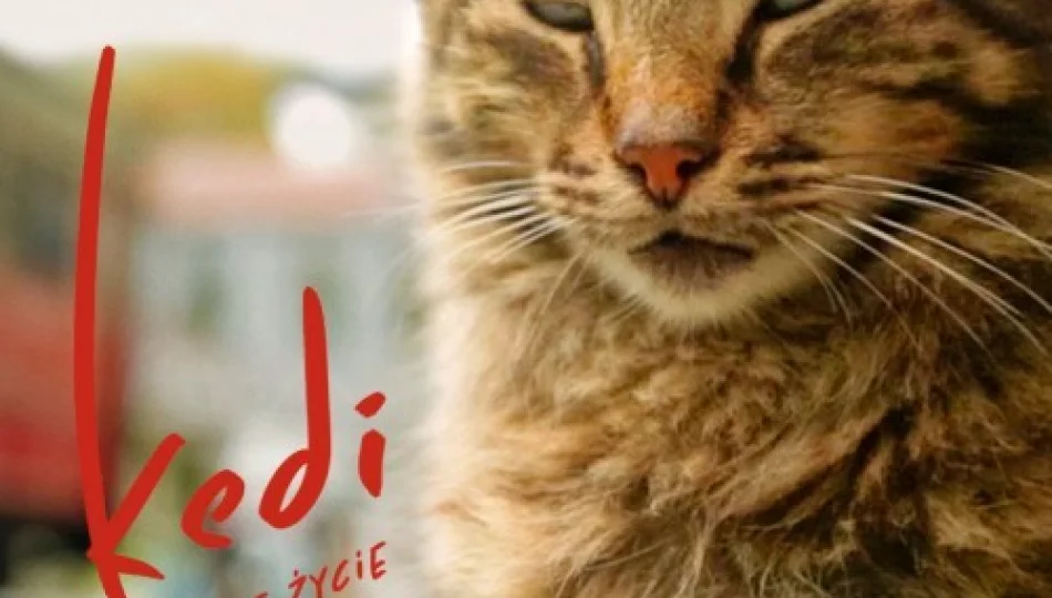 Kino Konesera – seans „Kedi – sekretne życie kotów” już 15 września! - zdjęcie 1