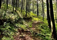 "Chrust Plus" - czy mieszkańcy Limanowszczyzny ruszyli po gałęzie? - zdjęcie główne