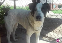 Szukamy właściciela lub opiekuna dla psa - zdjęcie główne