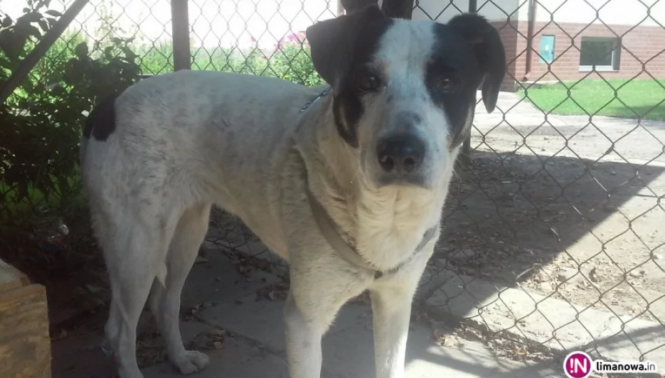 Szukamy właściciela lub opiekuna dla psa - zdjęcie 1