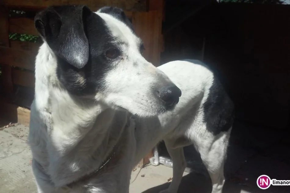 Szukamy właściciela lub opiekuna dla psa - zdjęcie 2