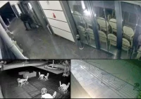 Śmierdzący sabotaż przed weselem - zdjęcie główne