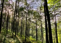 Zachęcają do wspólnego sprzątania lasu - zdjęcie główne