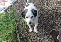 Szukamy właściciela psa - zdjęcie główne