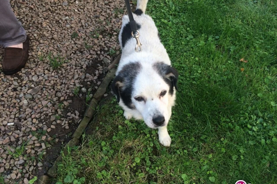 Szukamy właściciela psa - zdjęcie 2