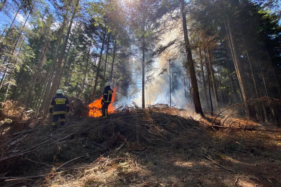 Strażacy gasili pożar w masywie Mogielicy - zdjęcie 5