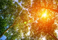 Ostrzeżenie II stopnia - nadchodzą upalne dni - zdjęcie główne