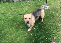 Szukamy właściciela psa - zdjęcie główne