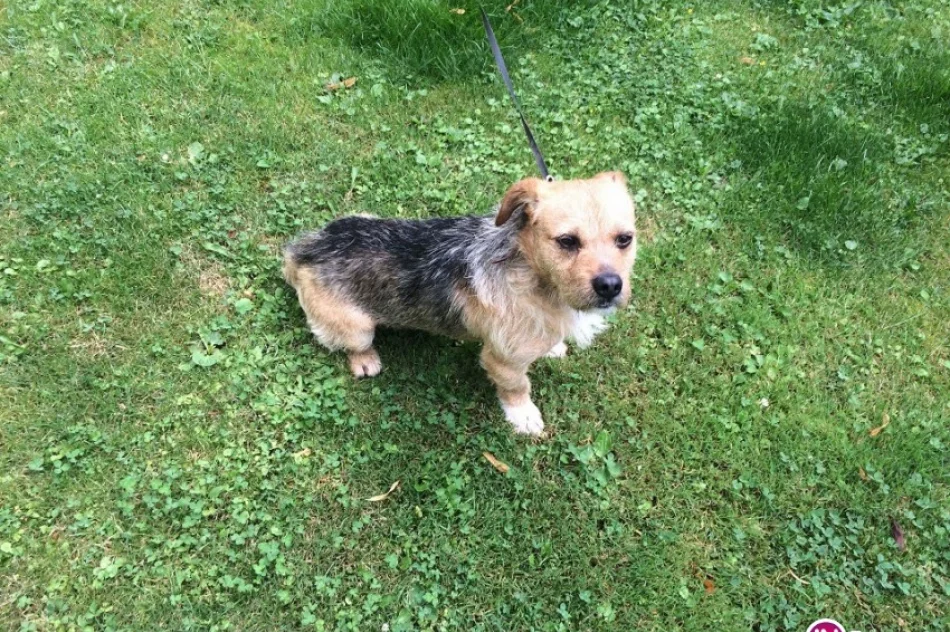 Szukamy właściciela psa - zdjęcie 2