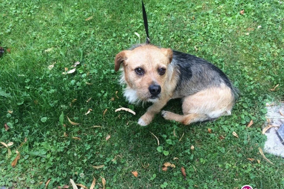 Szukamy właściciela psa - zdjęcie 3