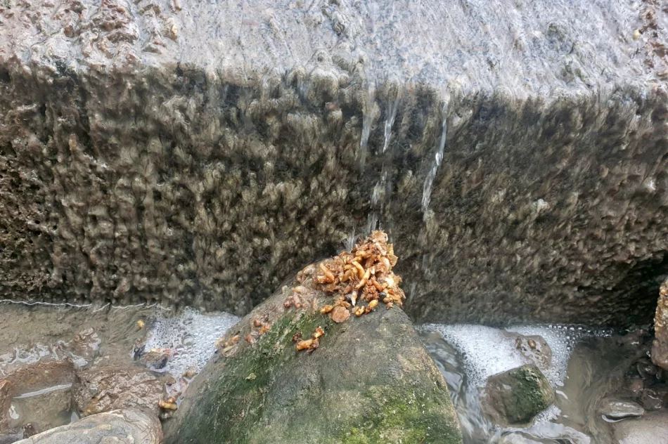 Fetor utrudnia wypoczynek w parku i uprzykrza życie sąsiadom - zdjęcie 16