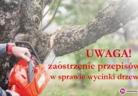 Od 17 czerwca zaostrzenie przepisów w sprawie wycinki drzew - zdjęcie główne