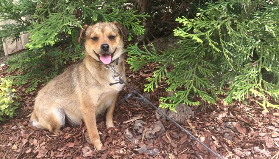 Bezdomny piesek szuka właściciela - zdjęcie 1